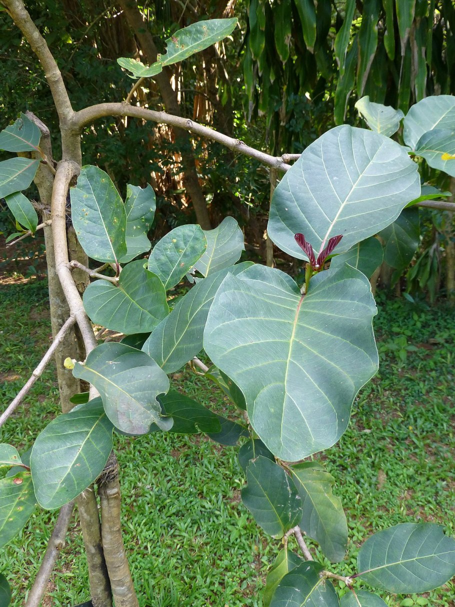 Науклея Дидерриха