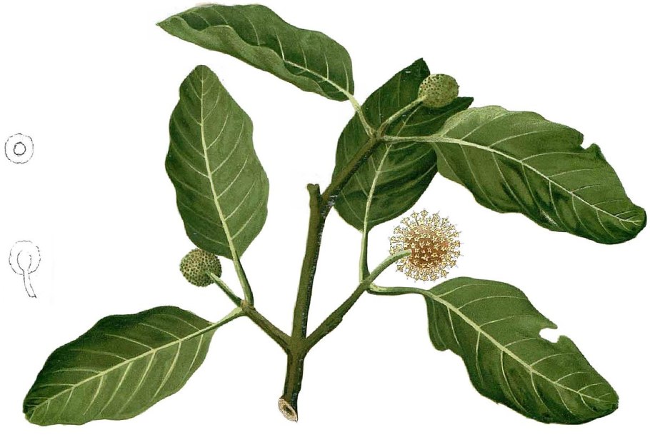 Nauclea latifolia