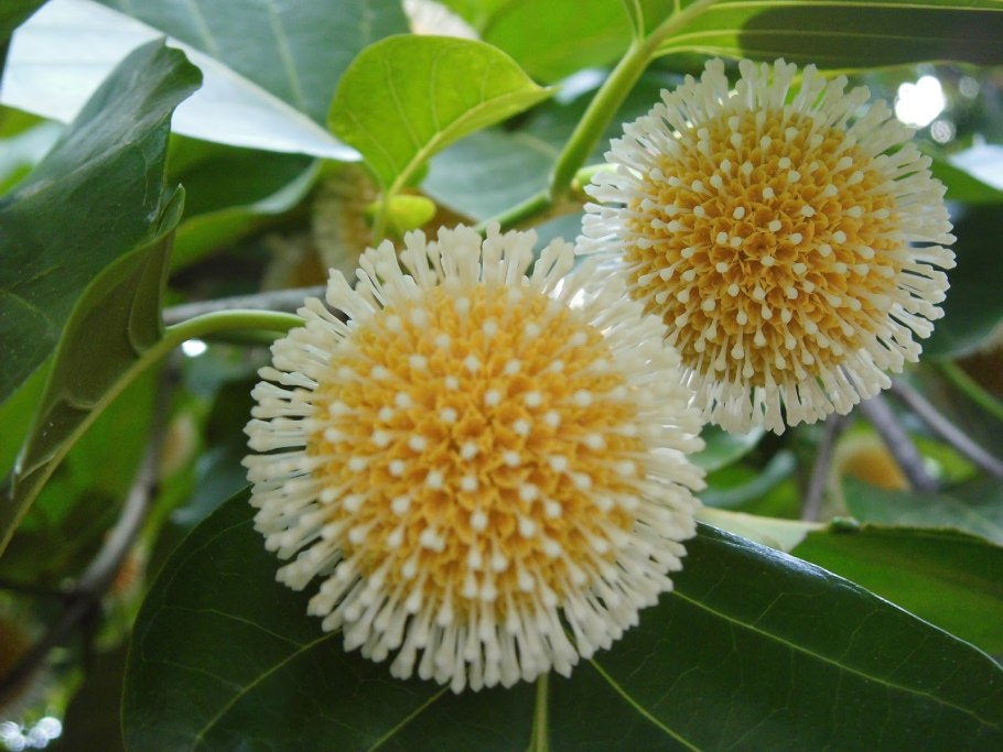 Адина растение