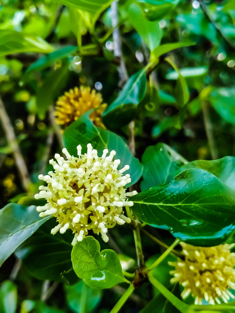 Науклея Восточная