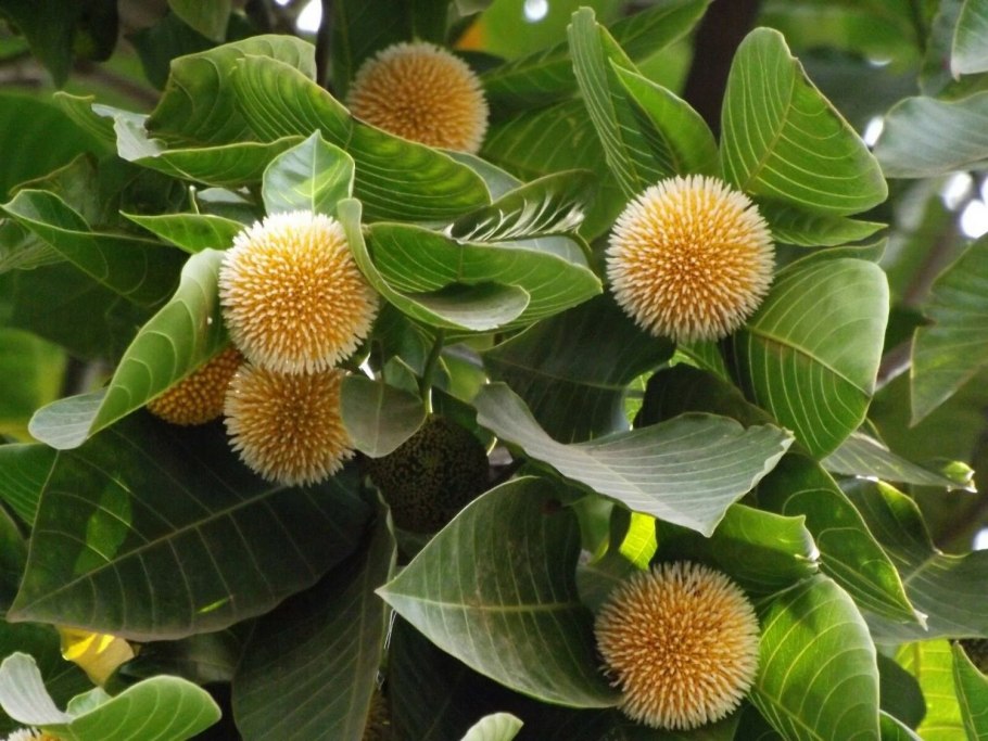 Дерево кадамба