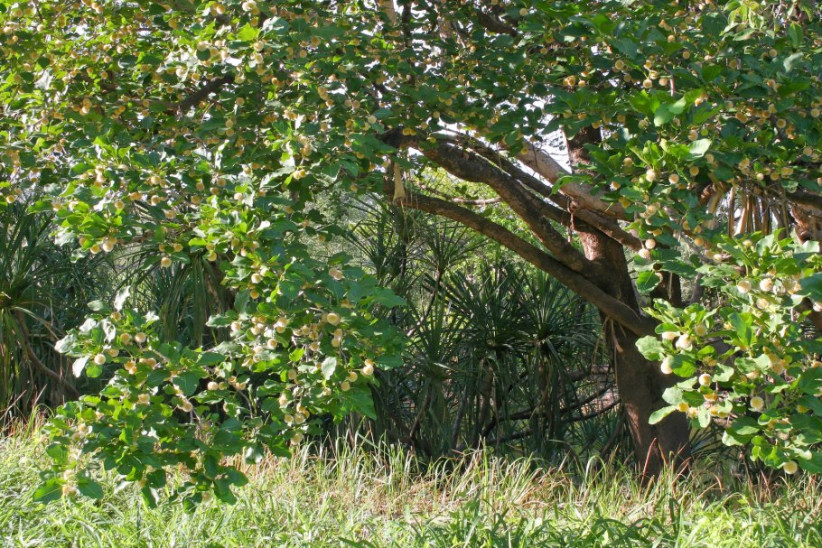 Науклея Дидерриха