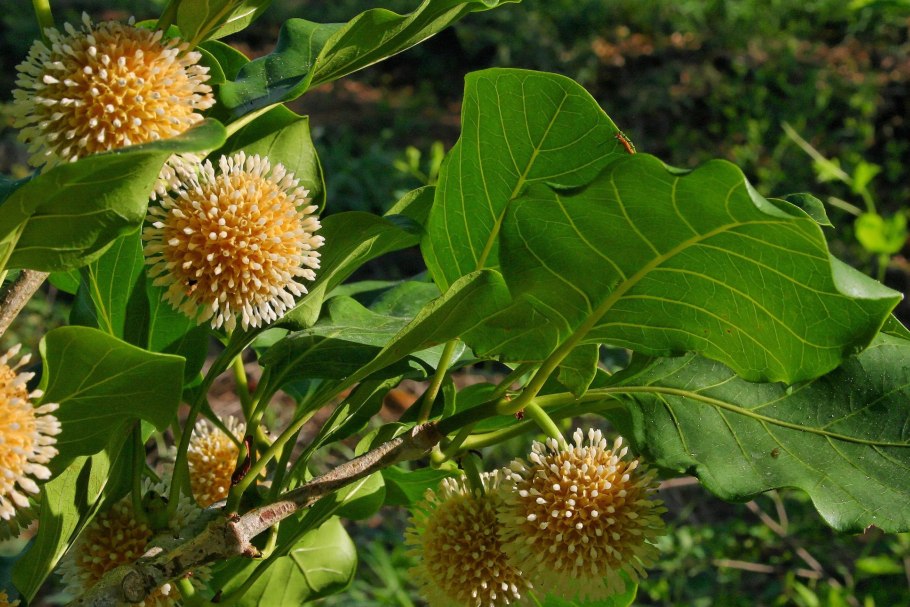 Науклея фото