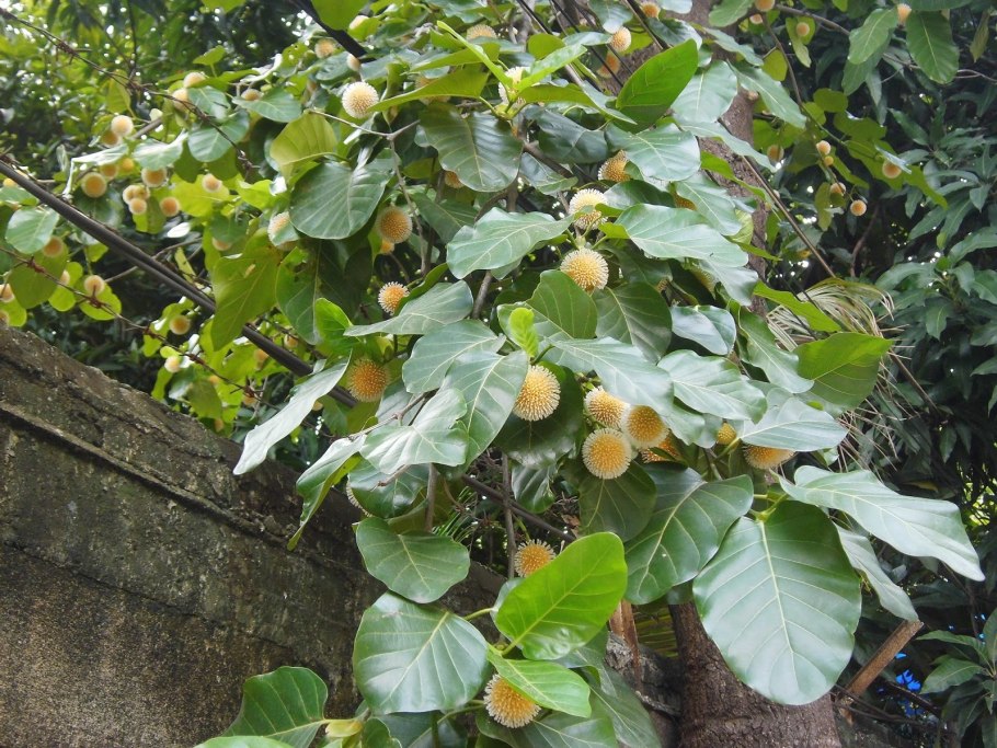 Науклея Восточная