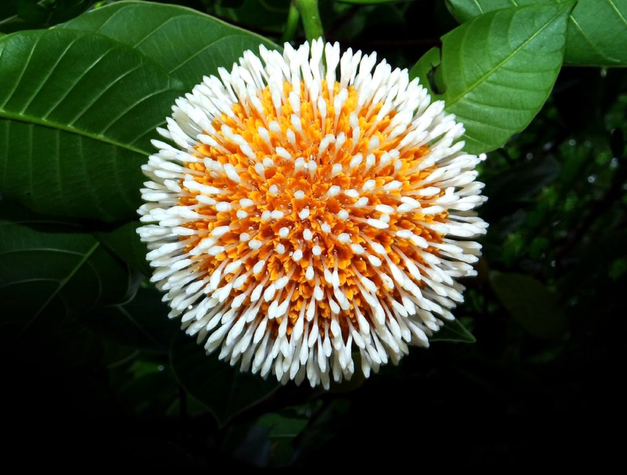 Sarcocephalus latifolius