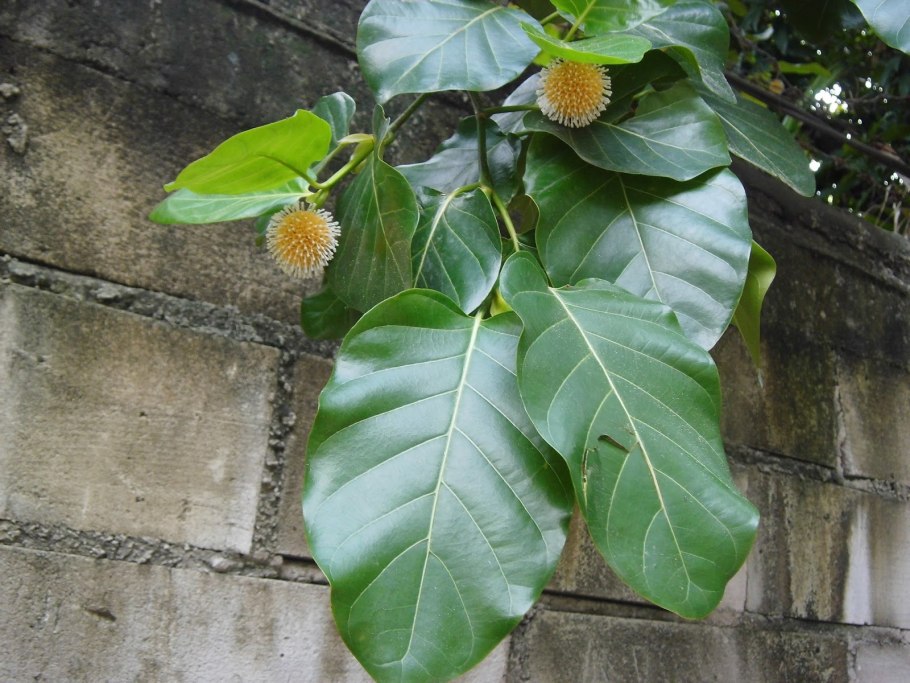 Дерево кадамба