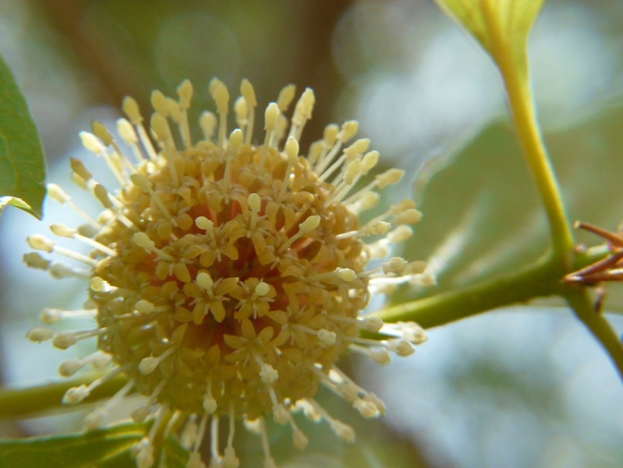 Саркоцефалус лекарственн