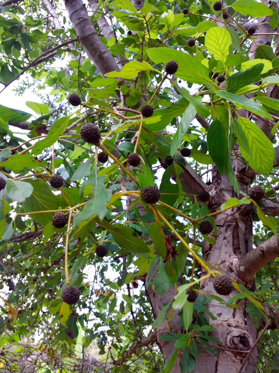 Neolamarckia cadamba