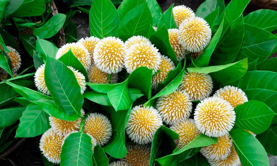 Дерево кадамба