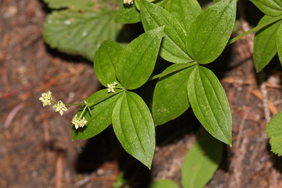 Galium oreganum