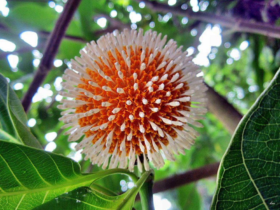 Мареновые (Rubiaceae) Древов