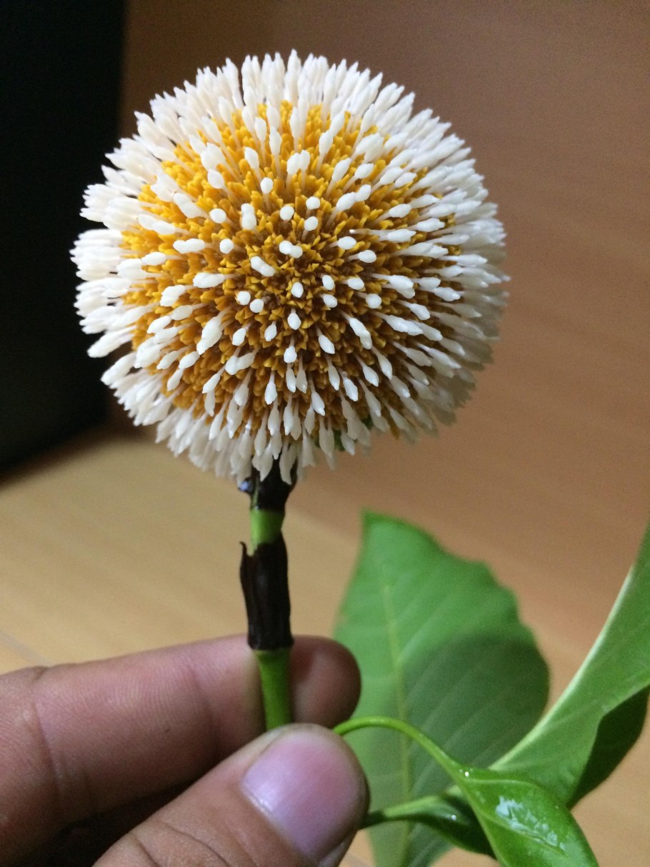 Науклея Дидерриха