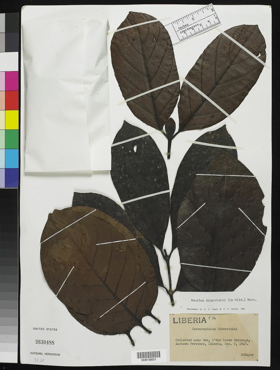 National herbarium