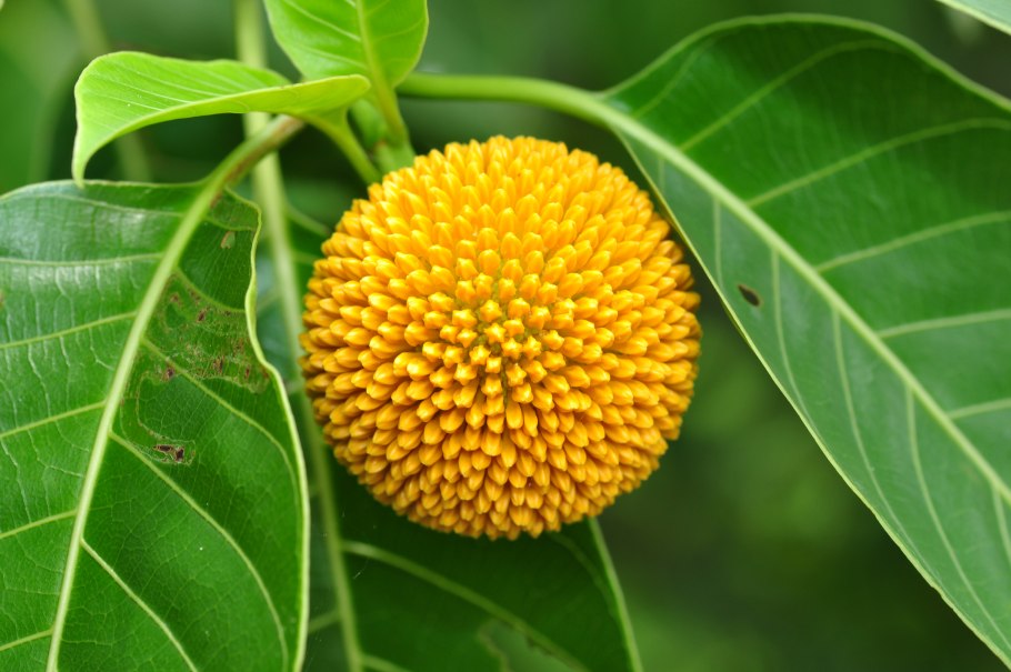 Мареновые представители