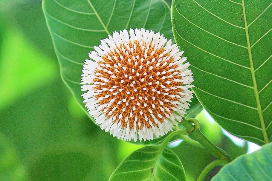 Anthocephalus cadamba антоцефалус кадамба