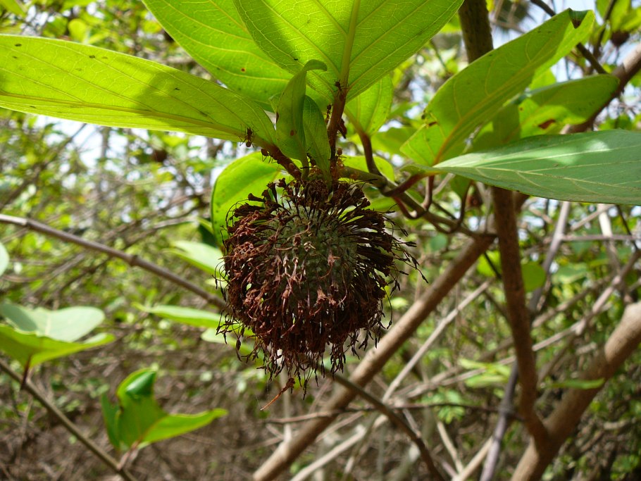 Пыльца мареновых (Rubiaceae)