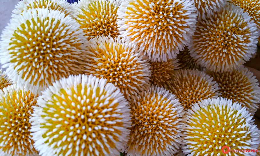 Экзотическое растение