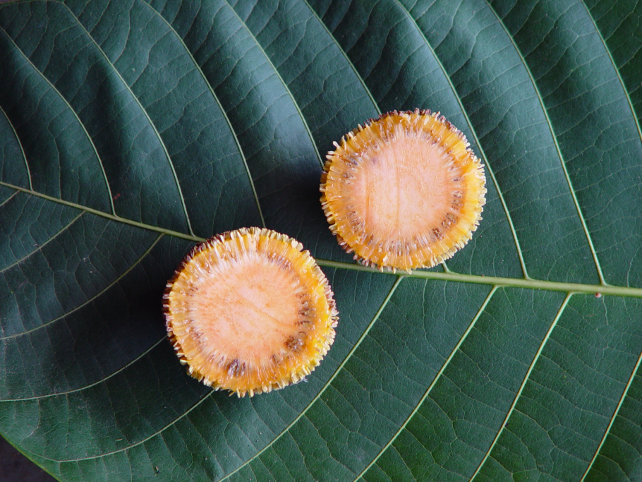 Антоцефалус кадамба