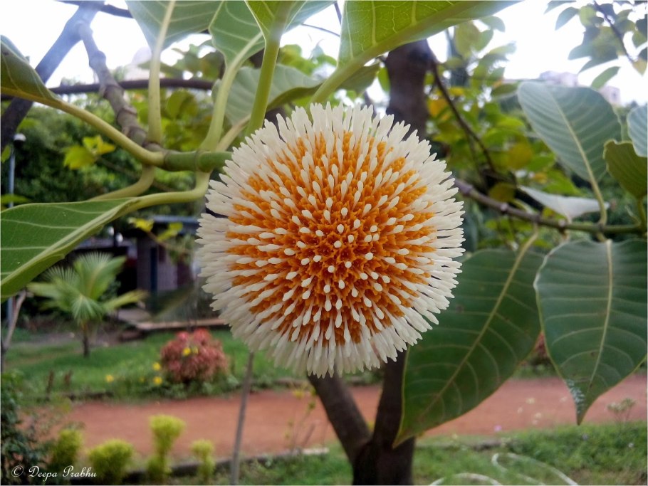 Антоцефалус кадамба