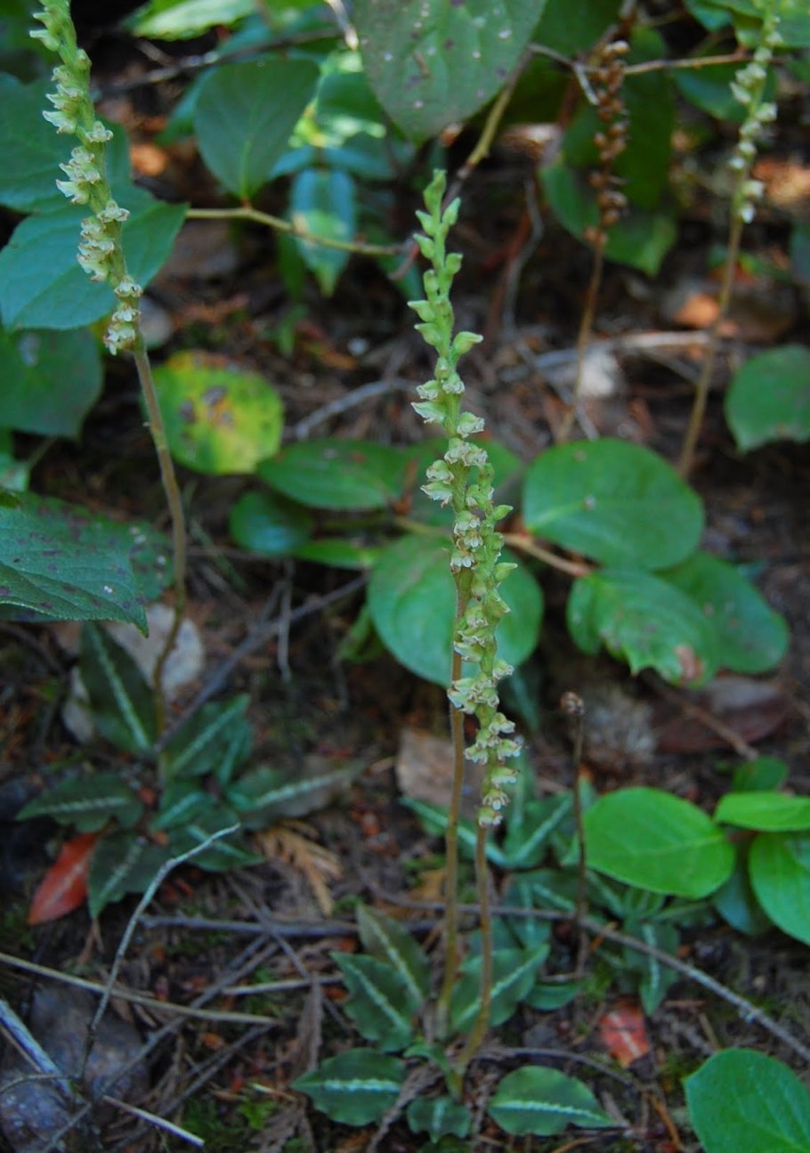 Подорожник ланцетолистный