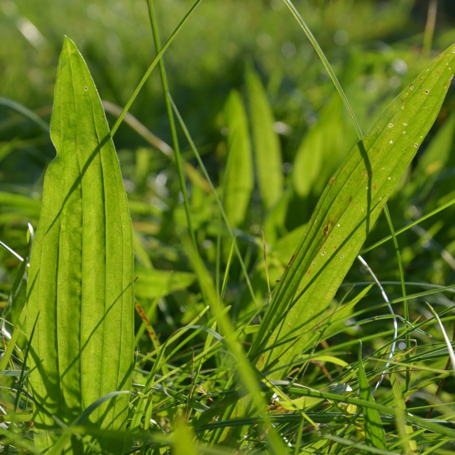 Broadleaf Plantain