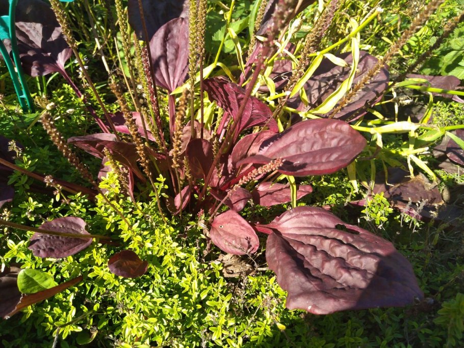 Подорожник КОРНУТА красная книга