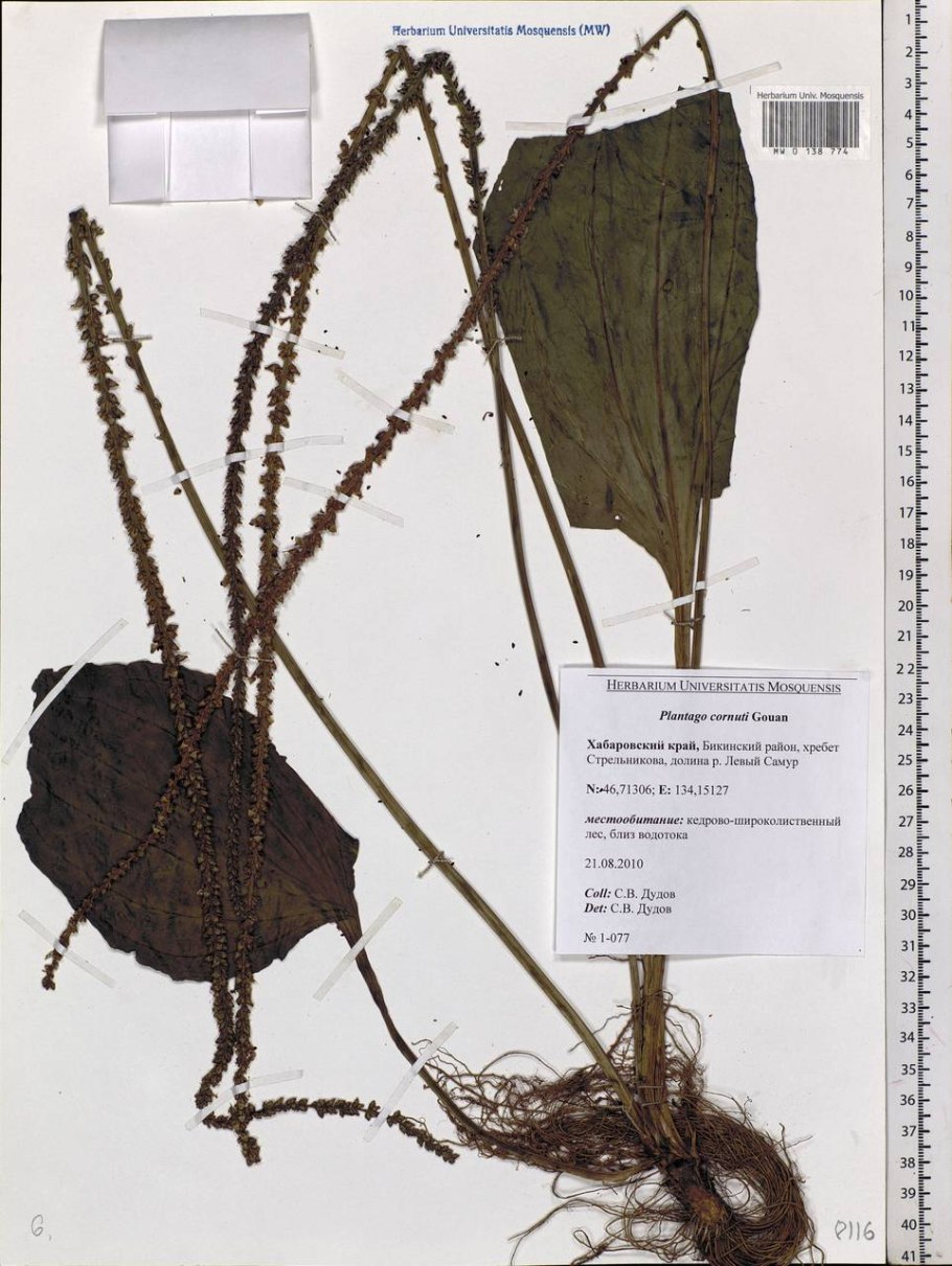 Подорожник Плантариум