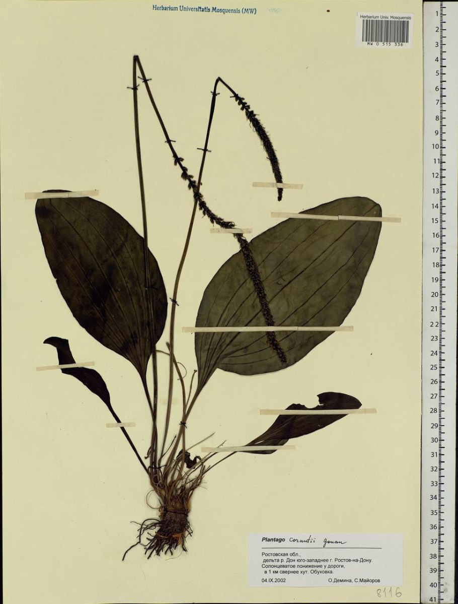 Подорожник КОРНУТА В сравнении с другими