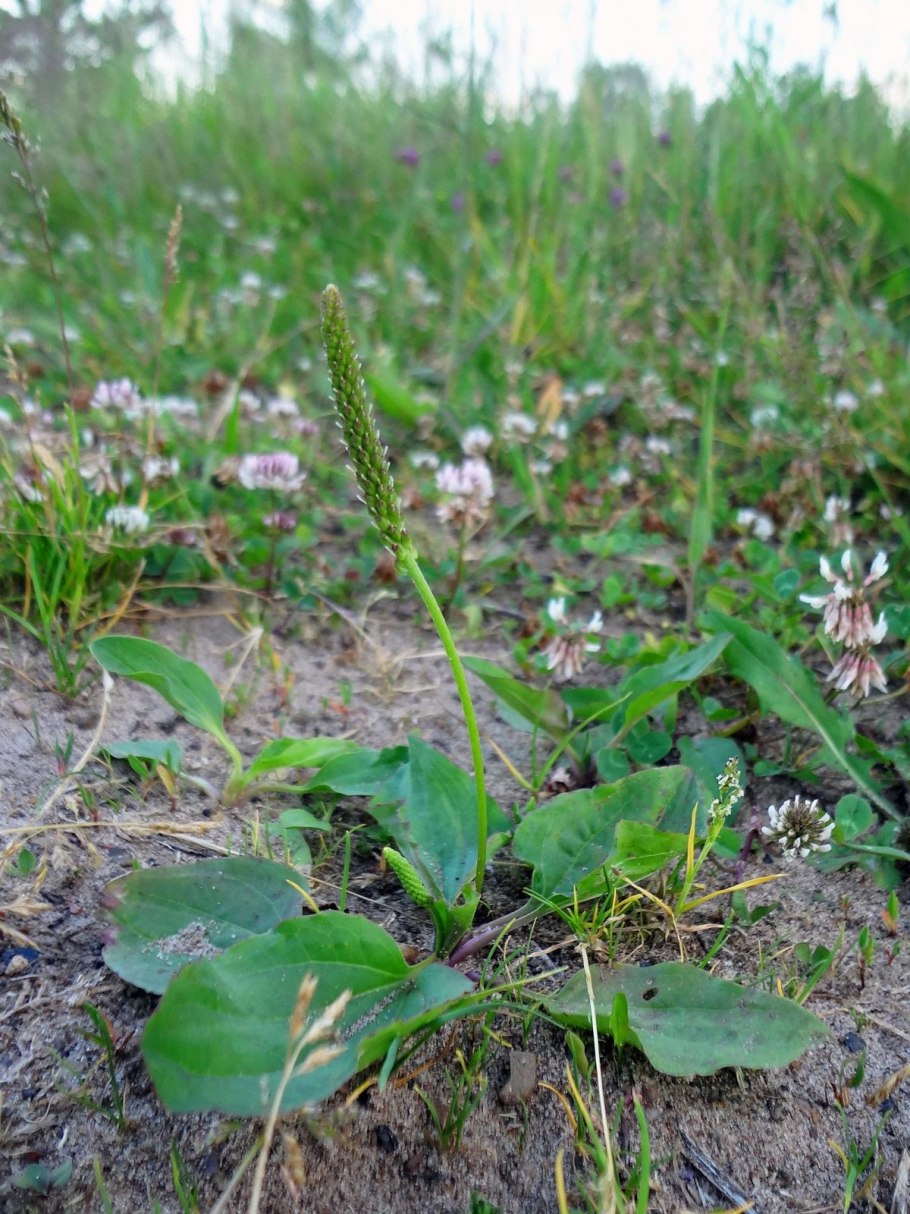 Подорожник большой в красной книге Челябинской области