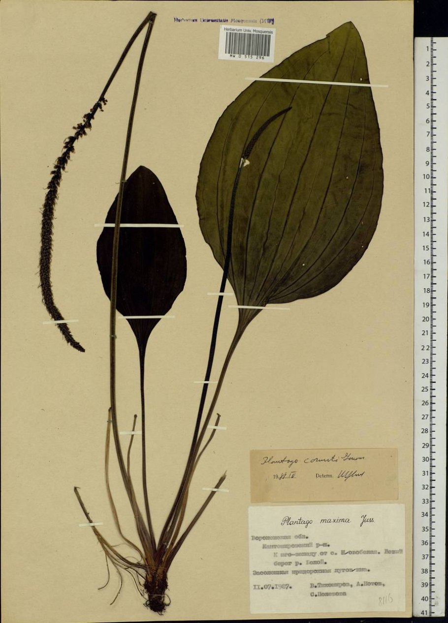 Подорожник КОРНУТА красная книга