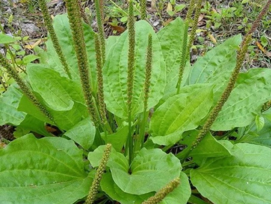 Подорожник лекарственное растение