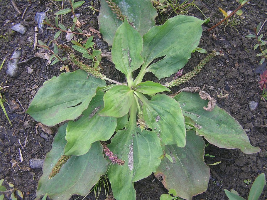 Plantago Magna