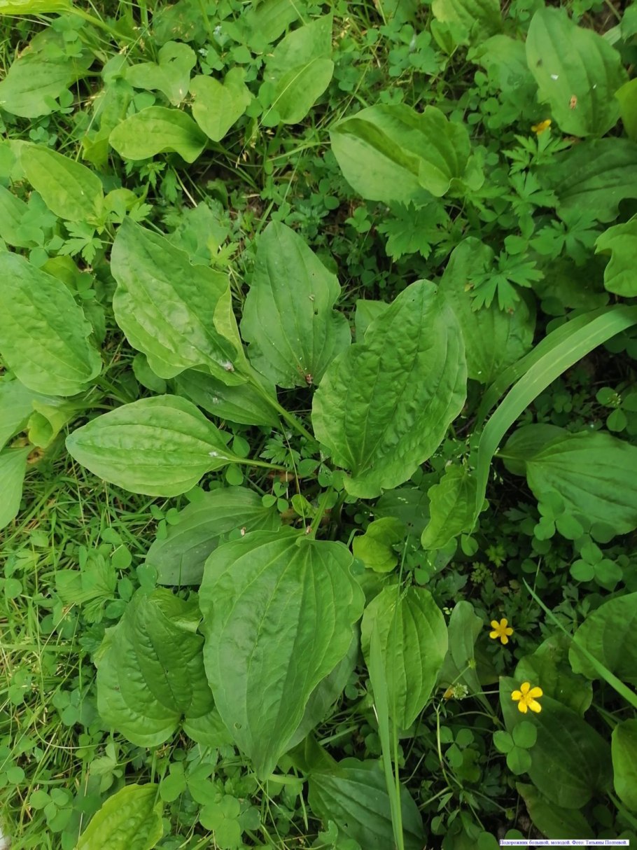 Подорожник лекарственный