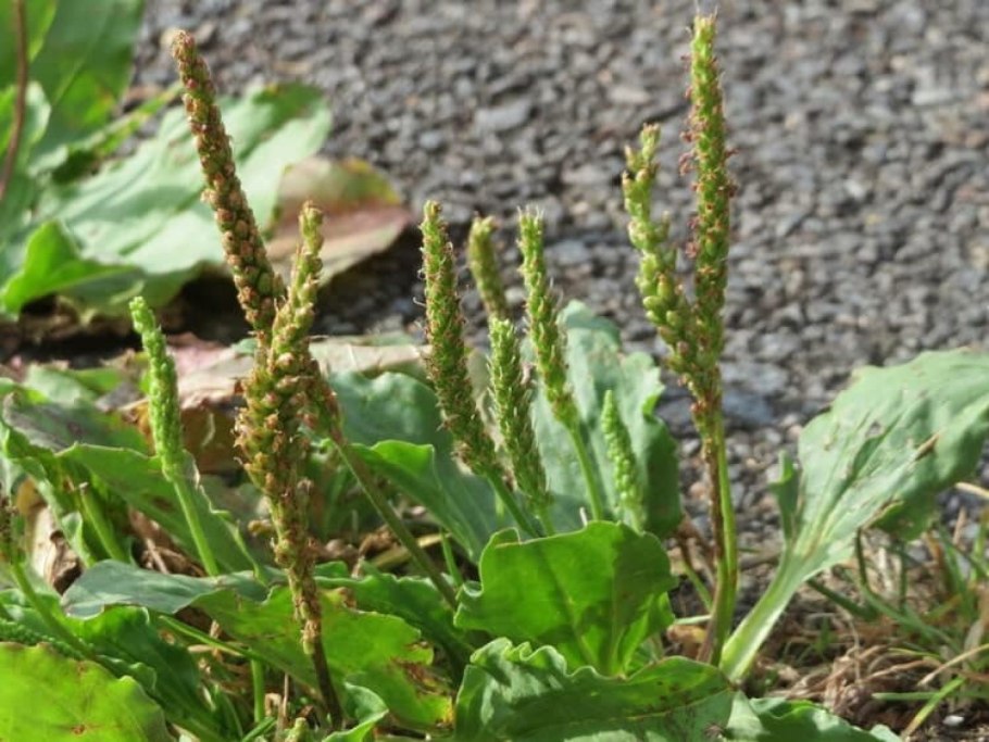 Подорожник большой (Plantago Major l.)