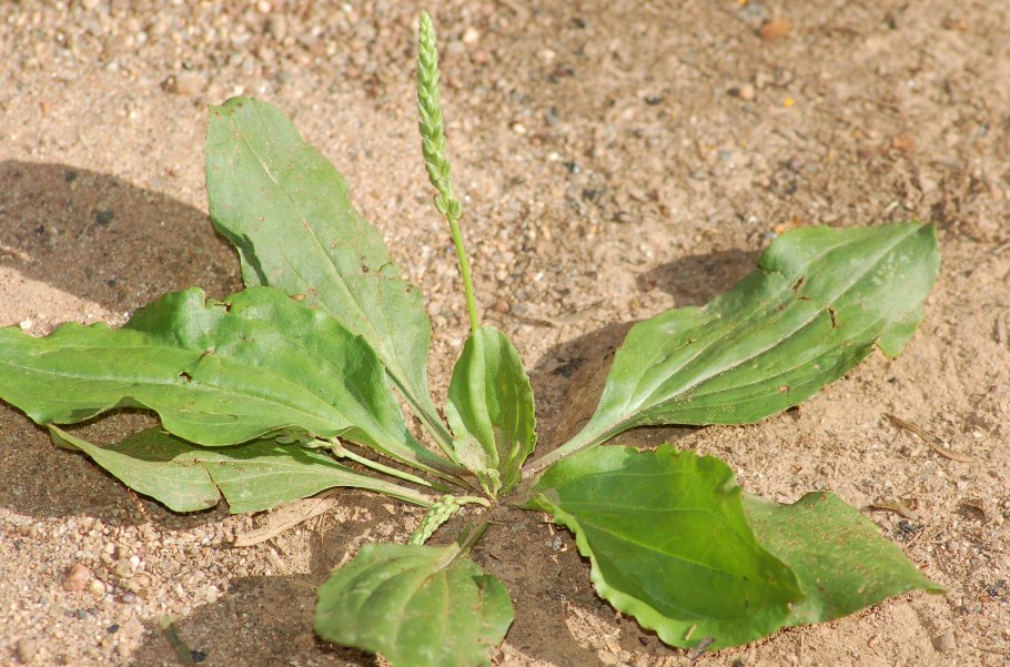 Лекарственное растение подорожник