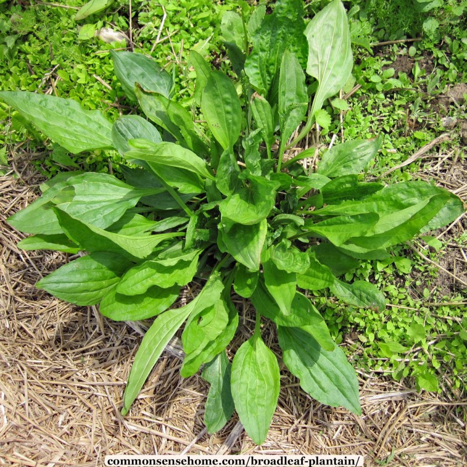 Broadleaf plantain