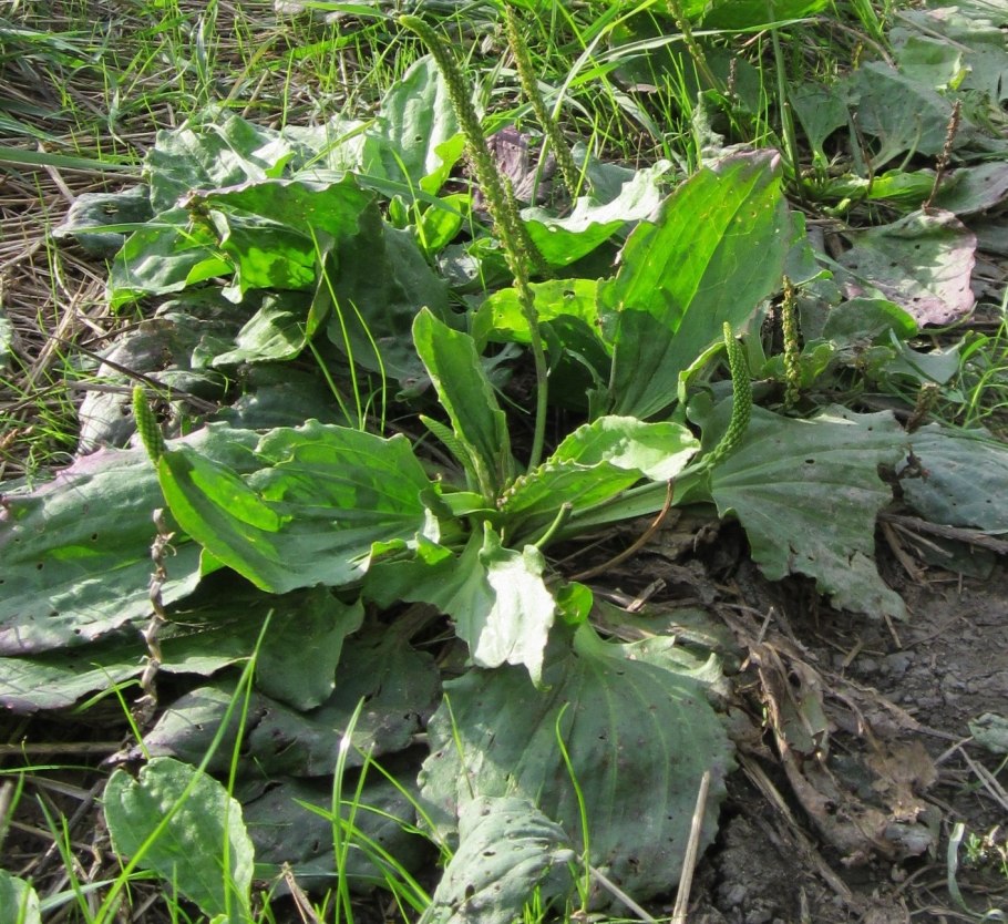 Подорожник лекарственный