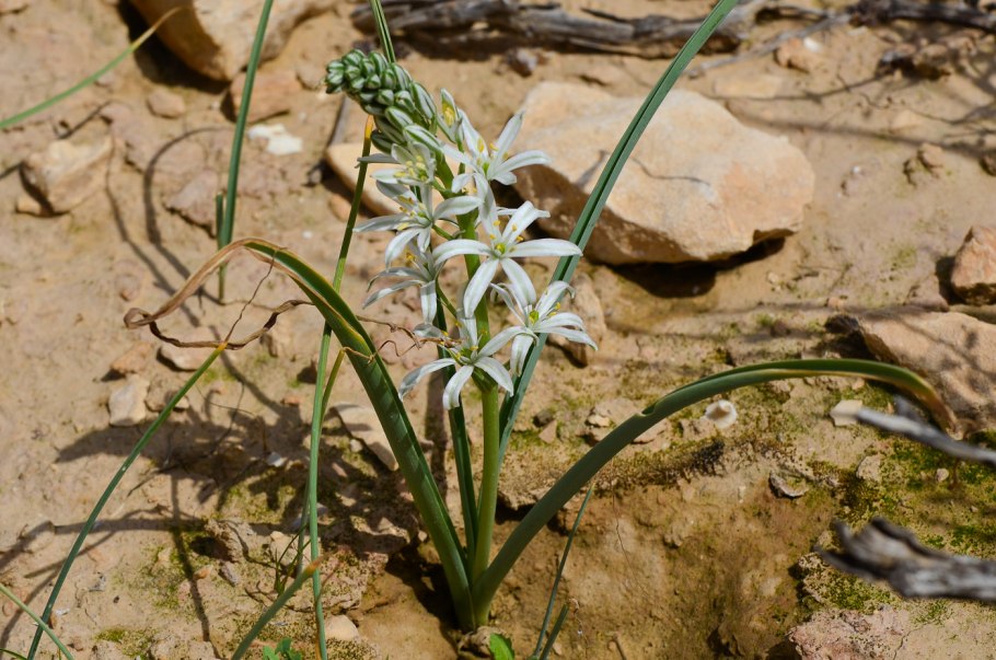 Loncomelos narbonense это что