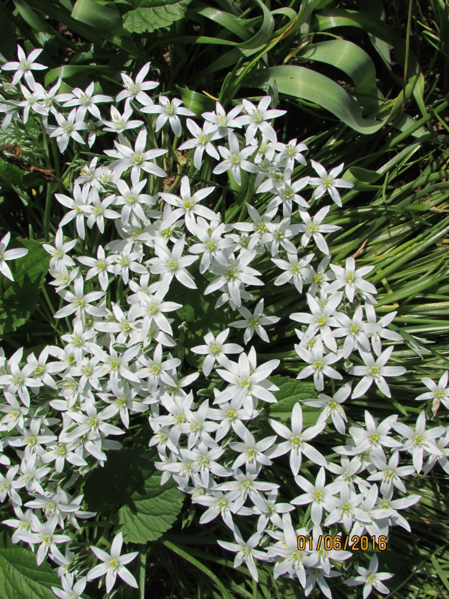 Птицемлечник зонтичный