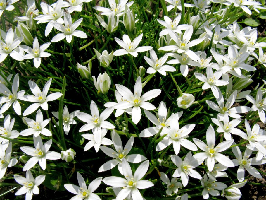 Луковичные многолетники птицемлечник