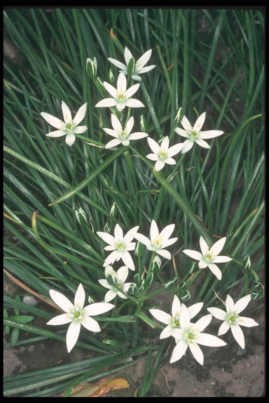 Птицемлечник тирсовидный