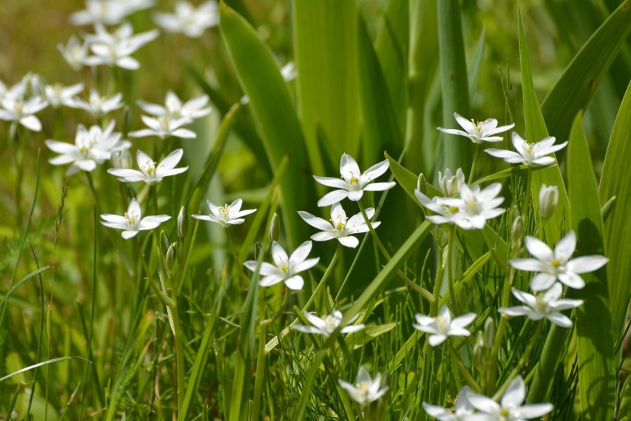 Птицемлечник зонтичный