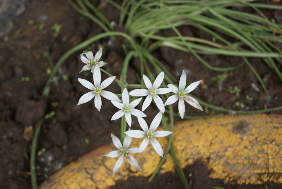 Орнитогалум Саундерс