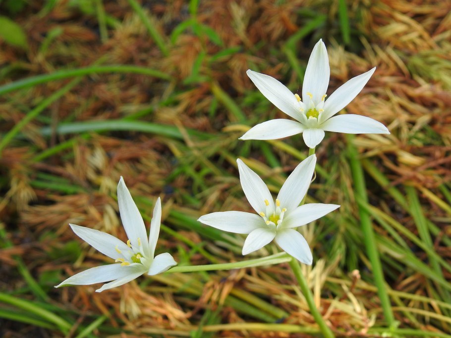 Орнитогалум Маунт Эверест