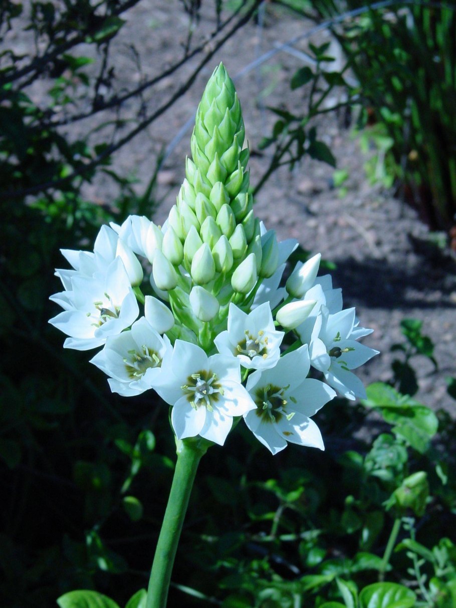 Птицемлечник Пиренейский