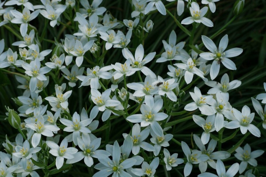 Ornithogalum umbellatum