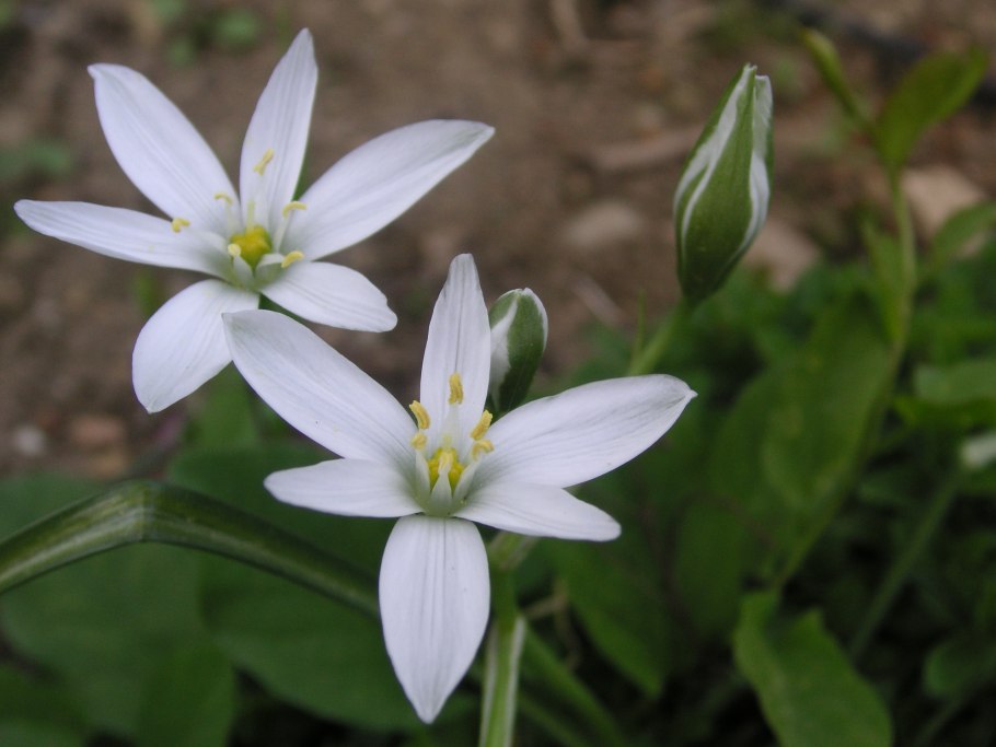 Ornithogalum umbellatum