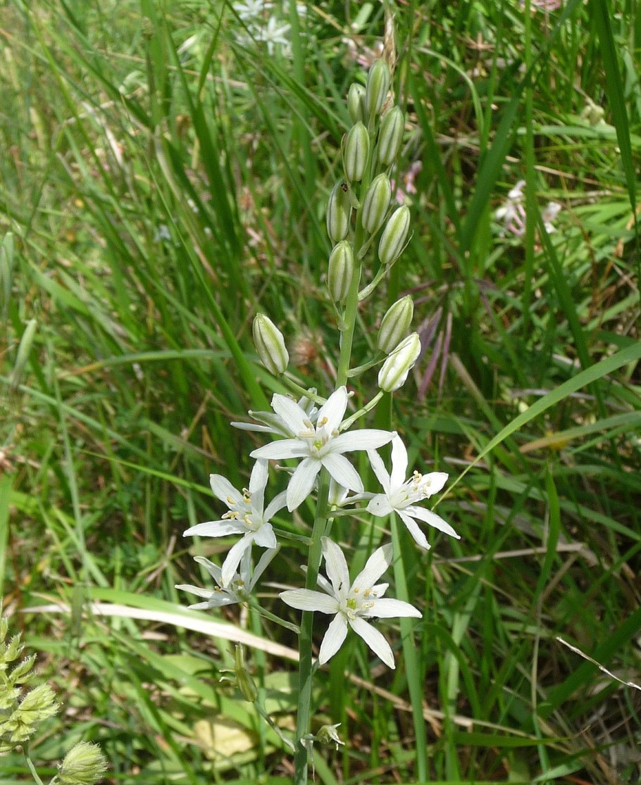 Птицемлечник Гуссона