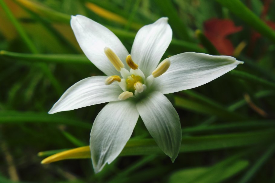 Орнитогалум умбеллатум