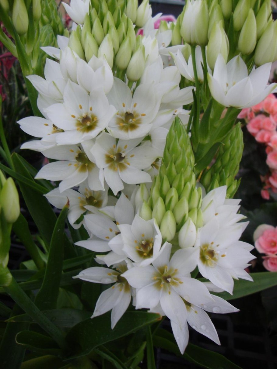 Птицемлечник пирамидальный